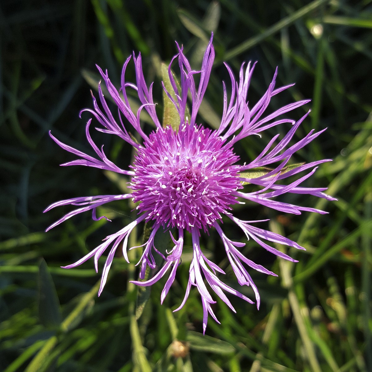 Centaurea nigra